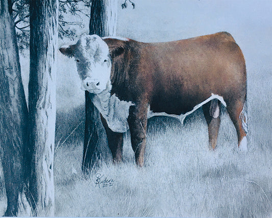 Herd Sire - Color Tint