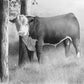 Herd Sire Art Print