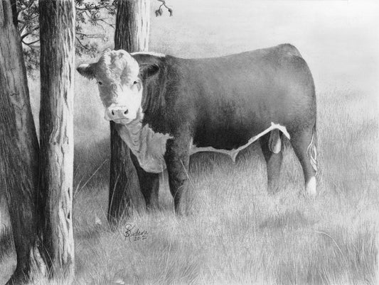 Herd Sire Art Print