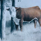 Herd Sire - Color Tint