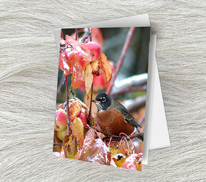 Thanksgiving Robins Note cards